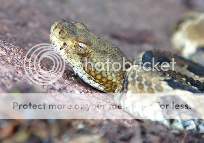 Pisgah National Forest (NEW PICS) Field Herp Forum